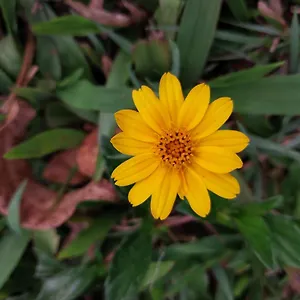 https://nature-zone-jungle-resort.hotels-munnar.com